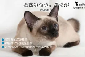 猫界变色龙：暹罗猫，为啥会变色？这就是一份最专业的科普图片