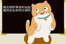 猫见到铲屎官时站起来，猫在和你打招呼，猫喜欢跳到高处图片