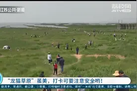 南京版“龙猫草原”虽美，打卡要注意安全！栈桥属危桥，禁止入内图片