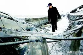老农蔬菜大棚遇灾损毁，1200万理赔被拒，法院：心里没数?赶紧赔图片