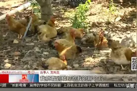 蟒蛇溜进莲雾园吃鸡 夏季高温防范“蛇出没”图片