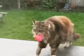 自从搬了新家，邻居的猫天天都来送花！主人：这猫是不是白养了图片