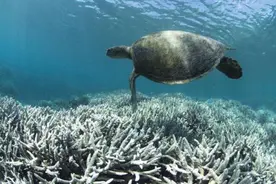 科学家在珊瑚上发现灾难性特征，预示着“第六次生物大灭绝”？图片