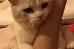 我家猫太粘人了受不了，谁来给我换换猫图片