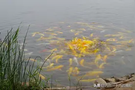 荒山贫地变身网红公园：占地近4000亩的龙泉湖湿地图片