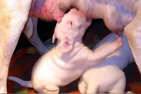 母猪产后奶水少怎么办？母猪产后无奶有妙招图片