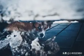 拾荒老人救了只流浪狗，1年后它的一个举动，竟让老人过上好日子图片