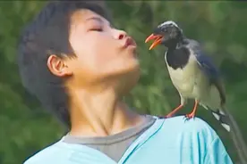 湖南12岁男孩精通鸟语，能指挥小鸟做事，他身上有何神奇之处？图片