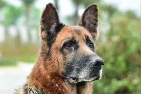 功勋军犬为拍戏被故意炸死，主人哭到吐血，导演却高呼：太好了图片