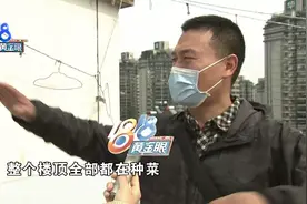 楼顶种菜被拔光，阿姨希望一视同仁图片