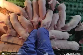 铲猪粪，抬死猪.....在猪场呆7天后，我顶不住了图片