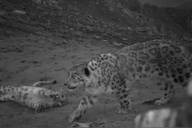“大猫”出没！青海海东地区首次发现雪豹图片