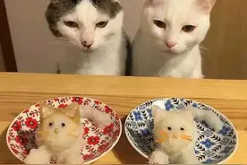六款高性价比猫粮，铲屎官们给喵主子吃过几款？图片