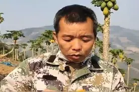 签约14大原产地、包销万吨滞销水果，京东"东东农场"打造"爱心直通车"驰援农户图片