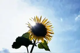 美翻了！临夏这片向日葵花海惊艳绽放，快去打卡吧→图片