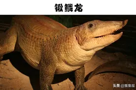 科学家发现了有长颈鹿那么高的巨鸟！5个奇怪的史前生物发现图片