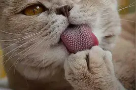 猫雄性为什么非要长倒刺，来刮伤雌性？人类和它们有什么区别？图片
