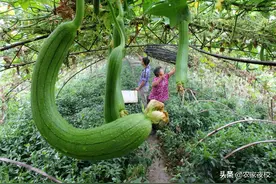 丝瓜枝条怎么修剪才高产？走好这3步，一学就会，丝瓜结得多图片