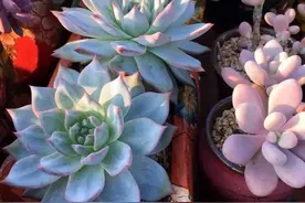多肉粉蓝鸟怎么养？掌握5点，养出仙气飘飘的状态美极了图片
