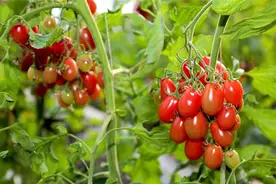 四平农业：瓜果菜蔬俏争春图片