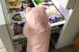 2岁萌娃走红网络，穿玩偶服上演“熊出没”，觅食能力堪称一流图片