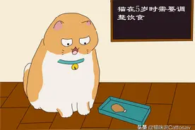 猫在5岁时铲屎官需要帮猫调整饮食图片