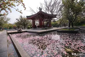 何必去秦岭看春色 来西安大雁塔旁看雨落樱花 满水池樱花铺满水面图片