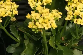 长寿花的花朵枯萎后，用这方法可以多培育几盆，看怎么操作的图片