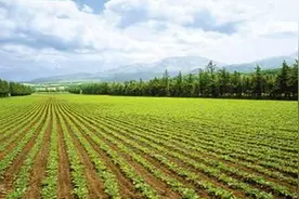 省里批复！泰安这些村的土地将被征收图片