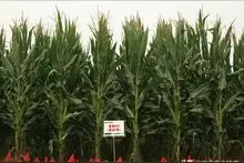 玉米登海605需要打矮壮素吗图片