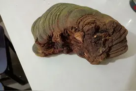 野生树灵芝图片