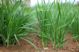 秋季快要结束，是时候给韭菜养根了，根养好，来年割完一茬又一茬图片