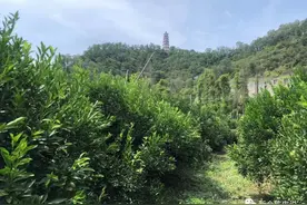 茶坑种柑户自留密制配方：洗米水发酵一周来淋黄叶的柑树图片