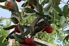 这个季节采杨梅很美好！但医生提醒危险，已致多人骨折、瘫痪图片