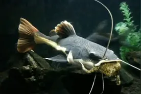 不适合混养的观赏鱼排名第1：招财猫鱼图片