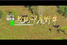 【COP15】濒危的“白袜子”图片