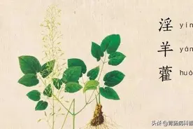 继青蒿素之后又一中药取得重大突破——淫羊藿提取物治疗晚期肝癌图片