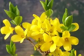 每日中药——连翘图片