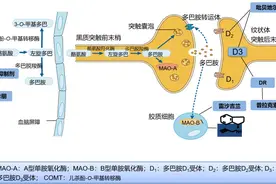 【小帕讲故事】多巴胺受体激动剂图片