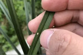 兰叶上的蚧壳虫要重视，小虫子大危害，2招解决图片