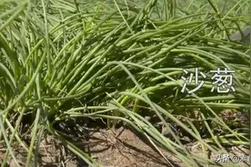 沙漠里的蔬菜“沙葱”，外形像小葱，吃起来像韭菜图片