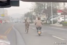 山东临沂一驴逃出驴肉馆，店员骑车追赶，路人：不跑就上桌了图片