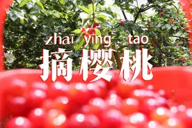 爽！20元，在嵩明实现“樱桃”自由！图片