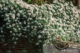 乡村繁花盛开的小果蔷薇花，洁白娇美的花朵非常漂亮，花如雪白图片
