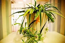 鲜花屋里放，花旺人不旺，老祖宗留下的话，不是没道理图片