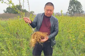 李子树种植技术，求购李子树苗，四川哪里有李子树苗批发？图片