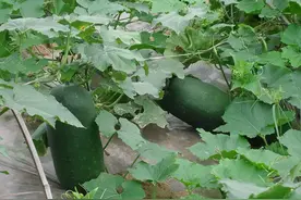 没有这瓜，广东人的夏天不完整图片