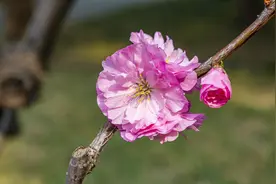 桃花红，桃花艳，桃花美在我心间图片