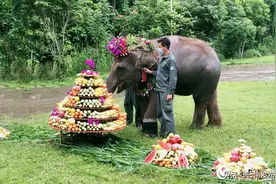 世界大象日 云南野象谷的大象这样过节图片