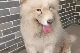 萨摩耶被狗贩子偷走，一年后主人找到却发现身体里长了好几个肿瘤图片